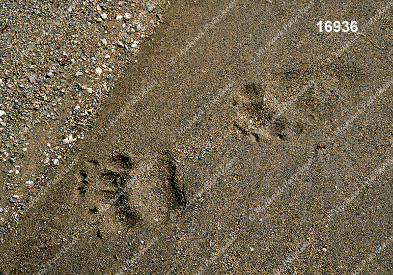 American Black Bear (Ursus americanus)